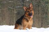 BERGER ALLEMAND 486